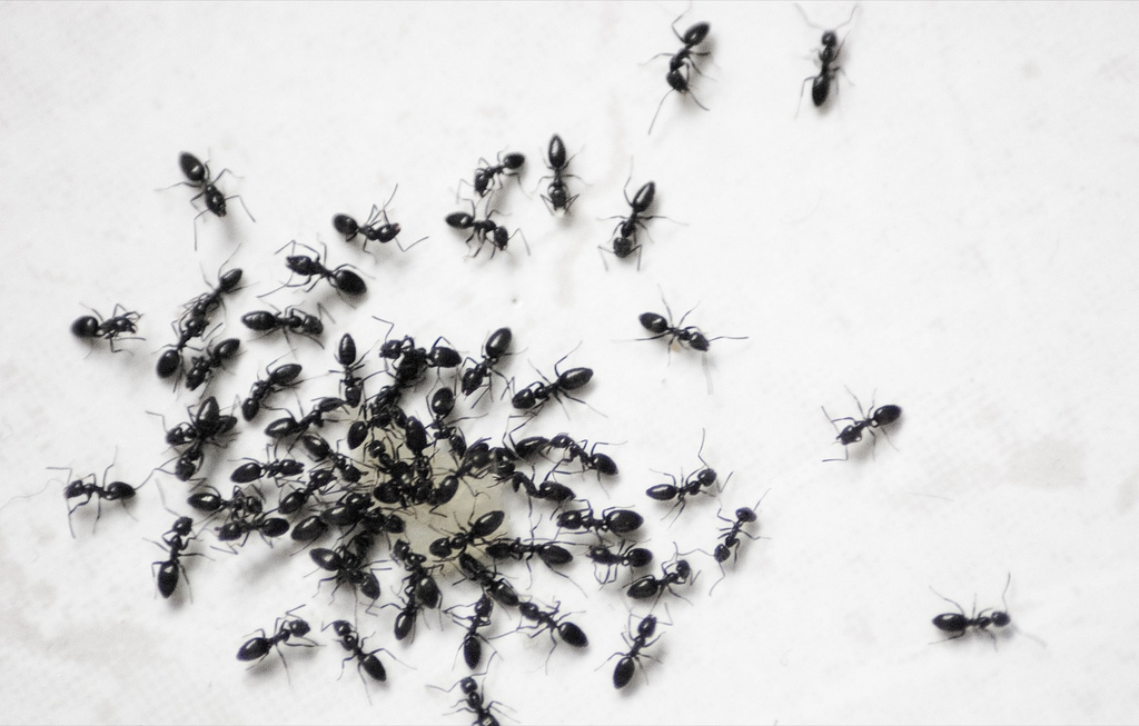 antsseveral