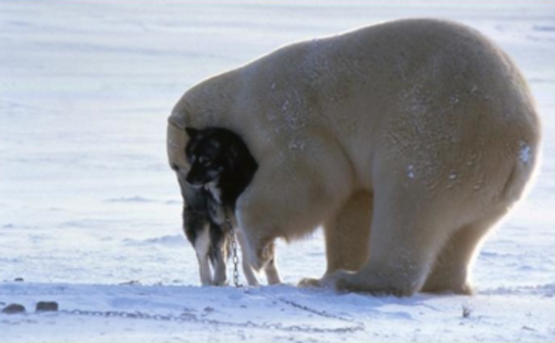 bearhug