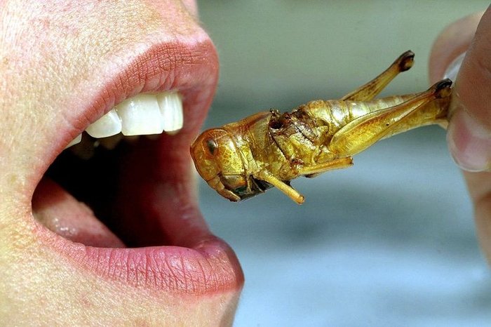 comiendoinsectos