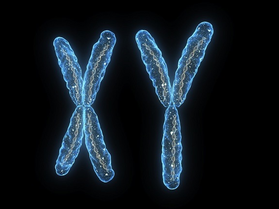 cromosomaxy
