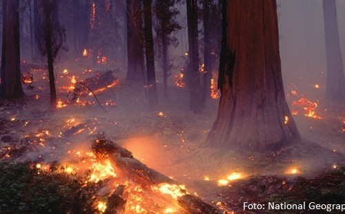 forestfire-500x310