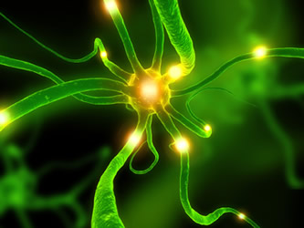 neuronalcircuito