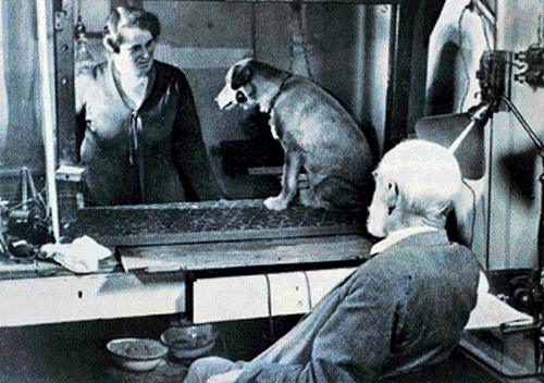 perrosdepavlov-500x352