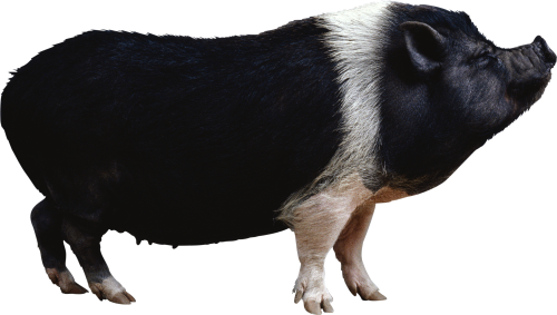 pigcow-e1423586688628