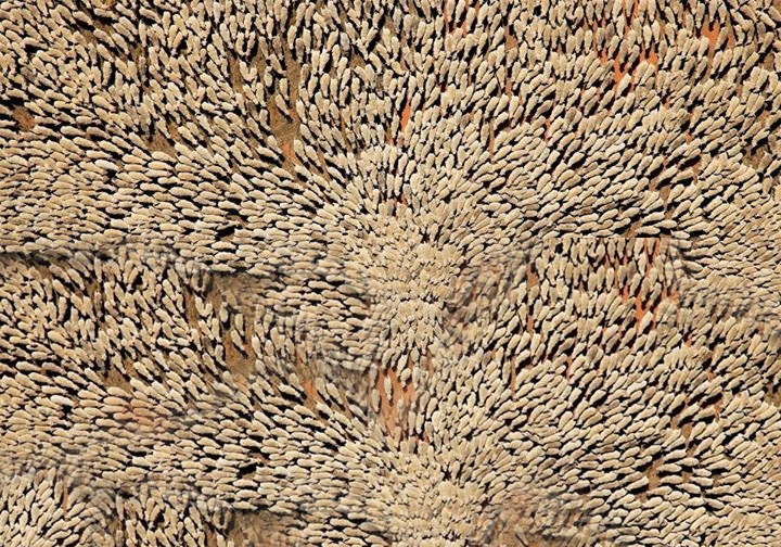 sheepherd