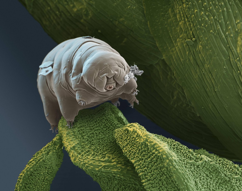 tardigradeonmoss-1024x810