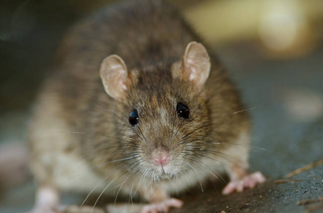 ratas