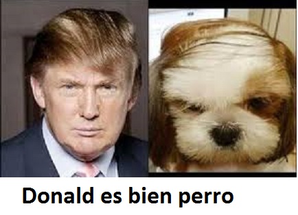 Donald es bien perro