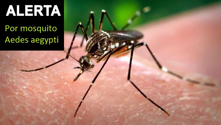 Virus-Zinka
