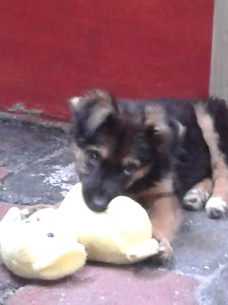 Poso para la cámara con mi conejo
