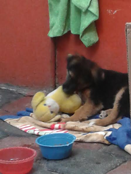 Jugando con mi conejo