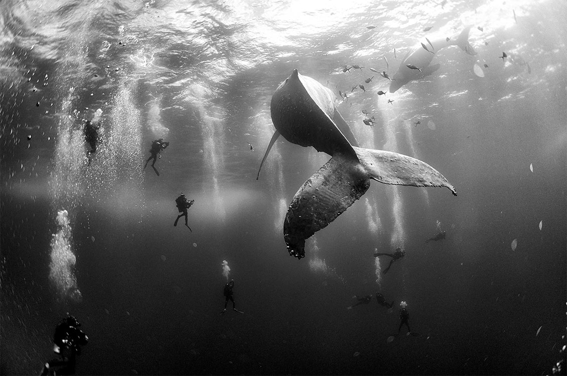 Primer premio naturaleza
Anuar Patjane, México, por su fotografía titulada "Ballenas que susurran", la cual muestra a buzos que nada alrededor de una ballena jorobada y su cría recién nacida, esto en Roca Partida en las Islas Revillagigedo, México, en el Océano Pacífico.