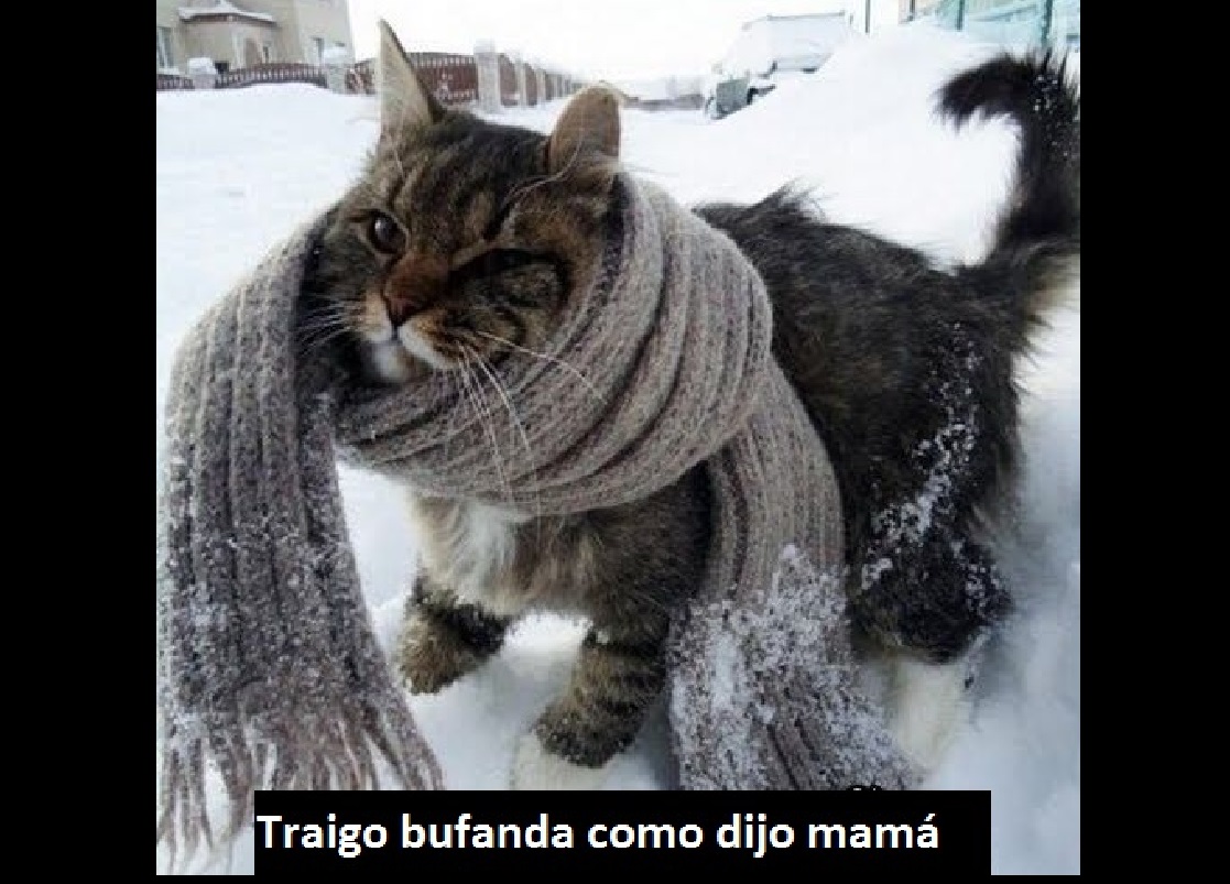 memefrio2