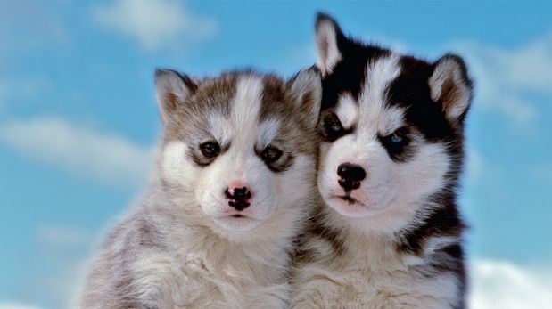 perro