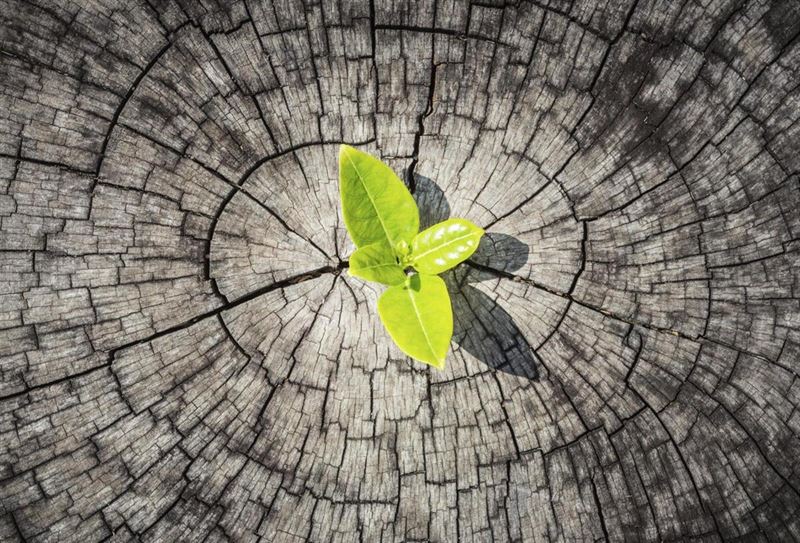 resiliencia_planta_tronco