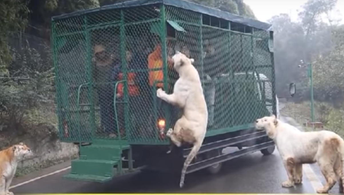 zoo