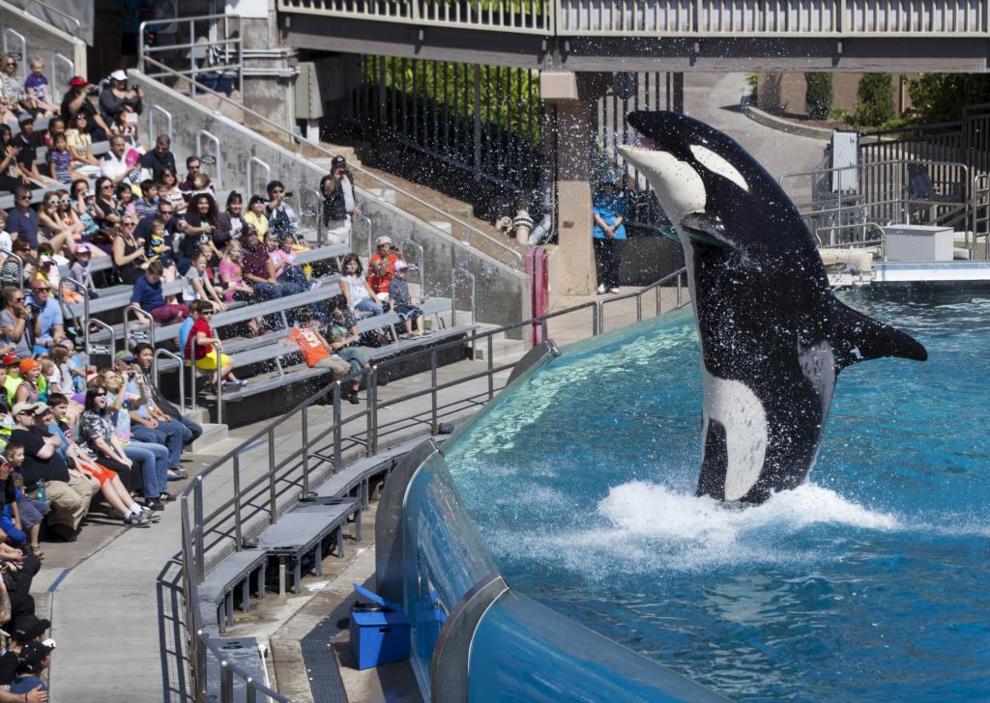 orca