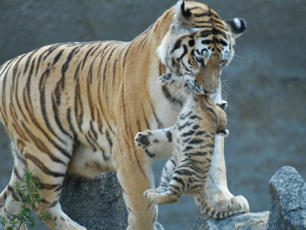 Tigre