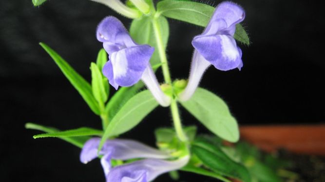 flor