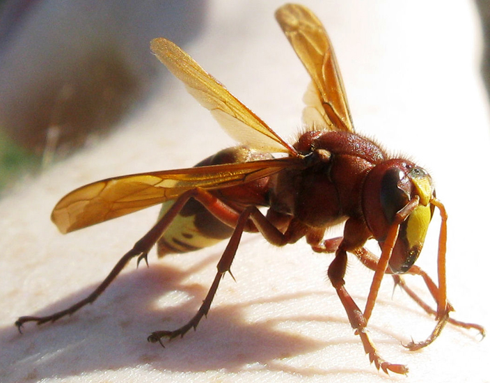 oriental_hornet_