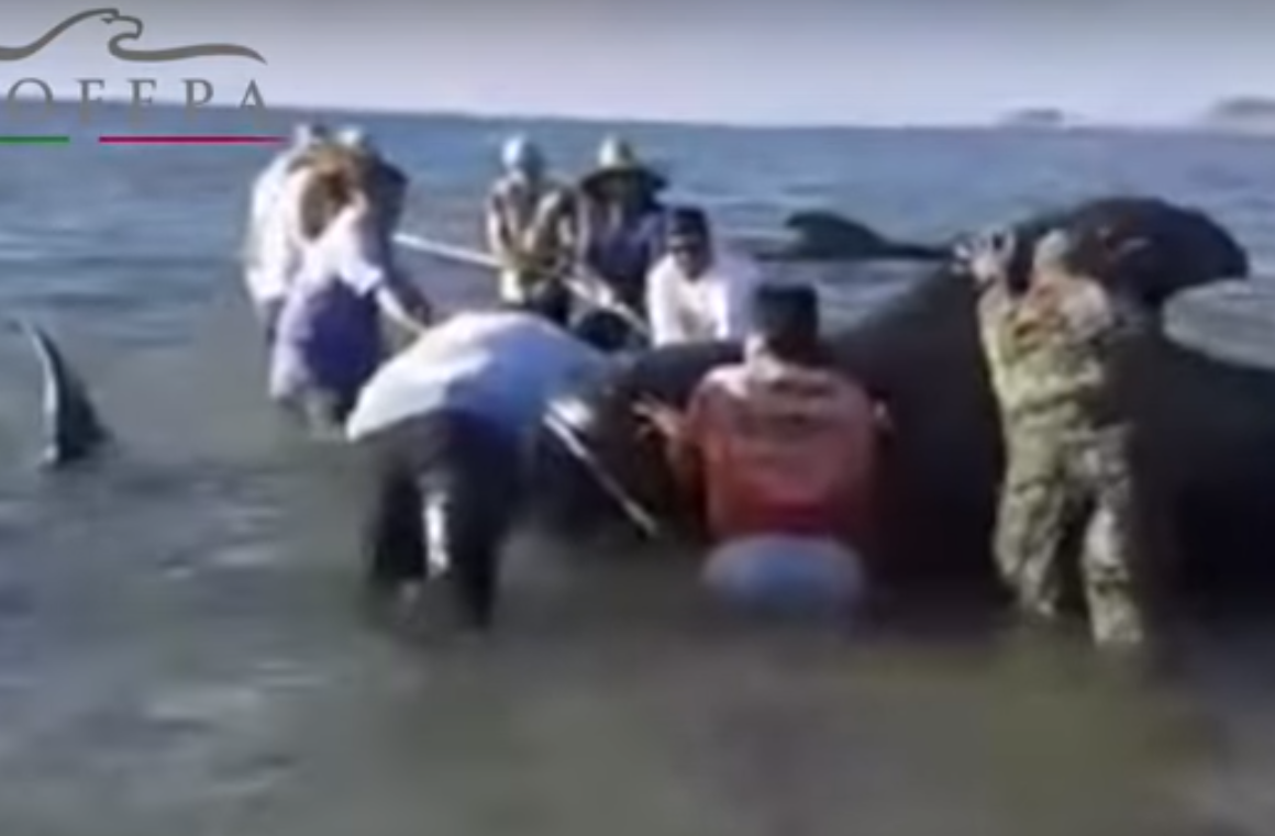 Ballena