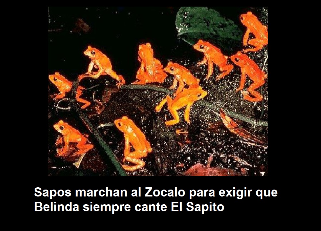 sapita8