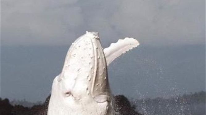 Moby-Dick
