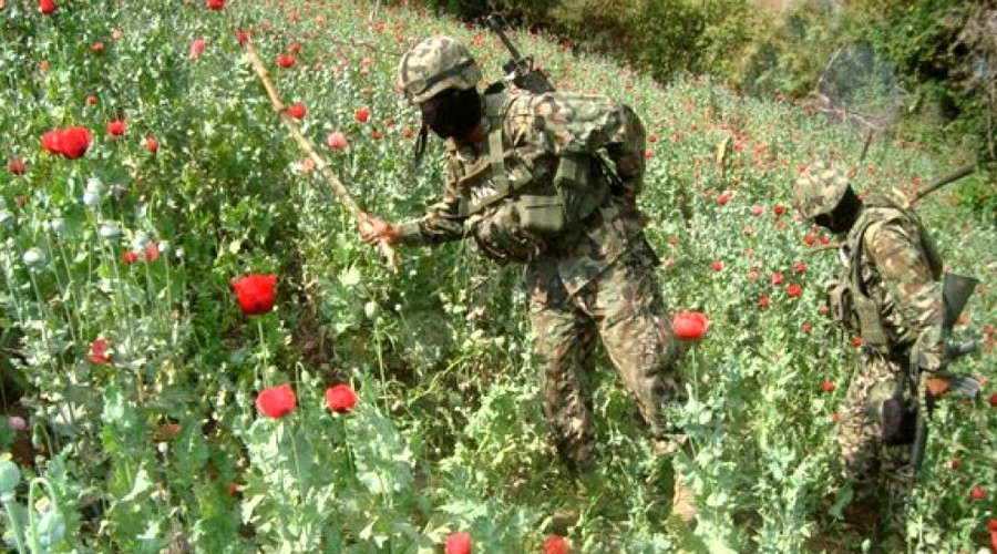 amapola