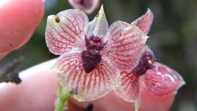 flor
