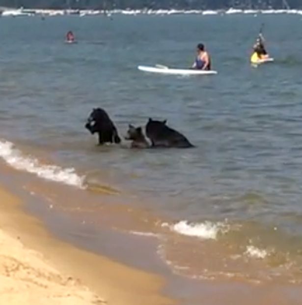 Bears-Take-a-Swim-in-Lake-Tahoe-with-humans