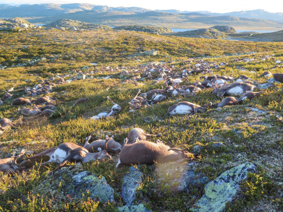 Dead wild reindeer are seen on Hardangervidda in Norway, after lightning struck the central mountain plateau and killed more than 300 of them, in this handout photo received on August 28, 2016. MANDATORY CREDIT Havard Kjotvedt/SNO/Miljodirektoratet/NTB Scanpix via Reuters FOR EDITORIAL USE ONLY. THIS IMAGE HAS BEEN SUPPLIED BY A THIRD PARTY. IT IS DISTRIBUTED, EXACTLY AS RECEIVED BY REUTERS, AS A SERVICE TO CLIENTS. NORWAY OUT.     TPX IMAGES OF THE DAY