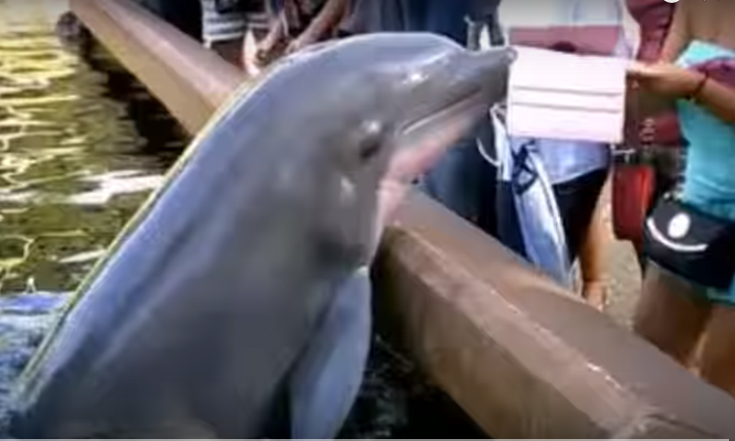 delfin