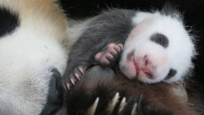 panda
